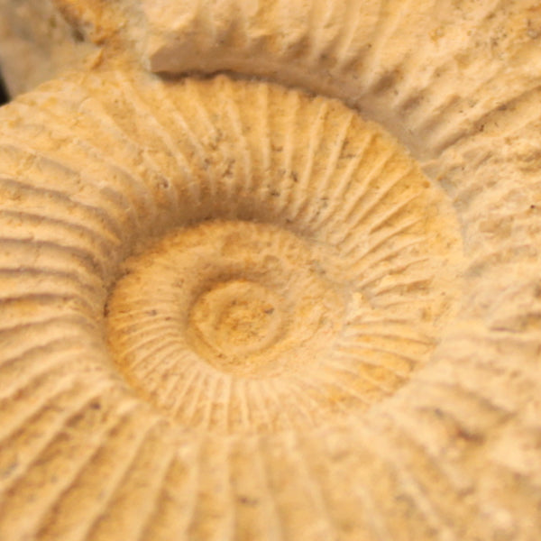 ammonieten fossielen