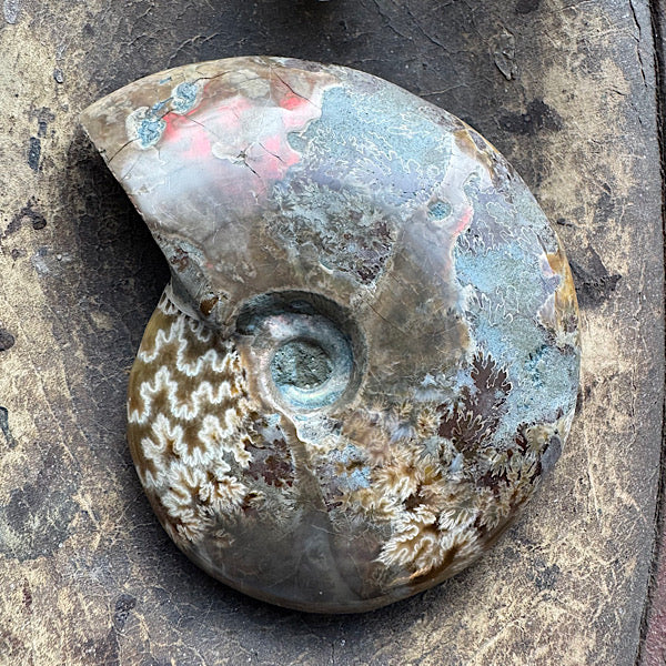 Allernieuwste Ammonieten