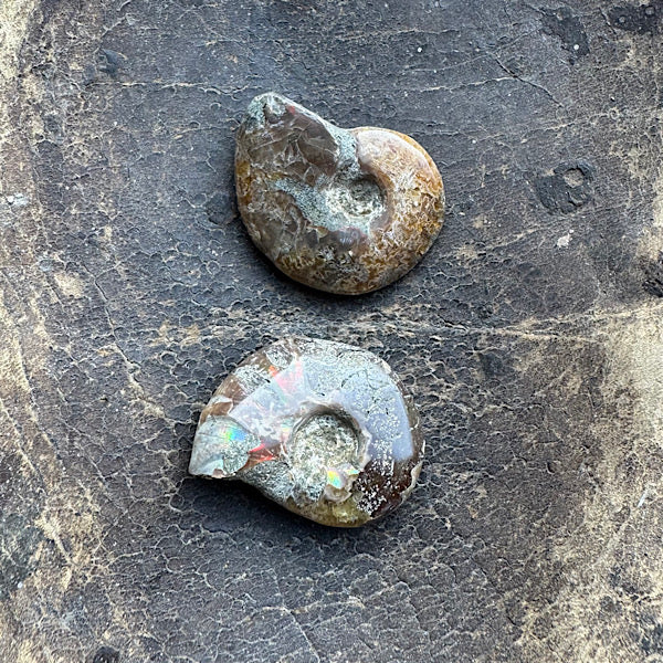 Ammoniet gepolijst klein fossiel