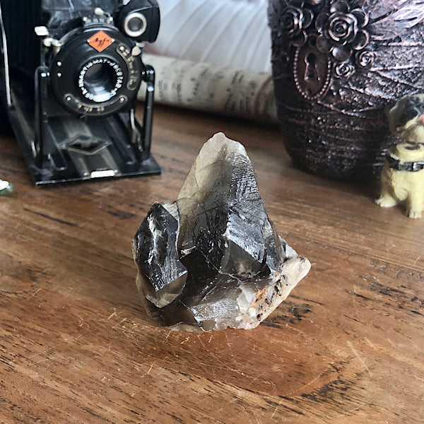 Punt Calciet DogTooth