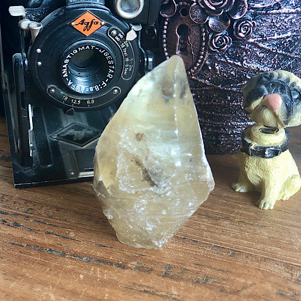 Punt Calciet DogTooth