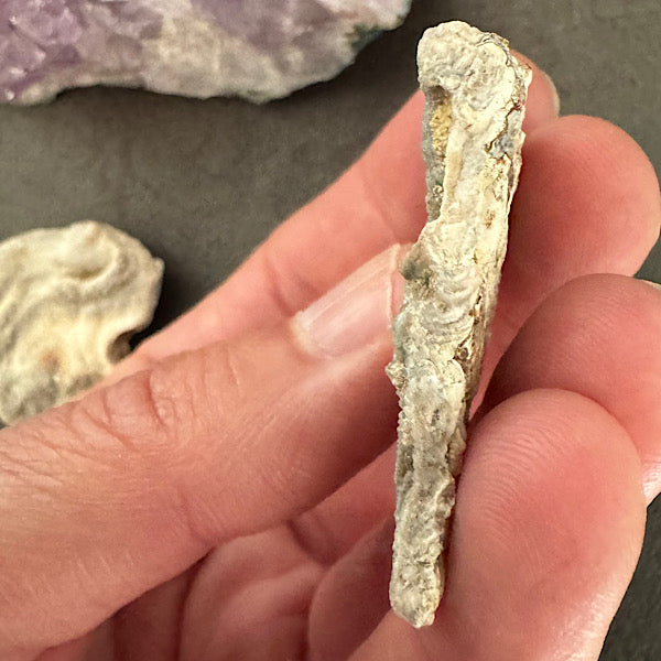 Chalcedoon Ruw Rozet