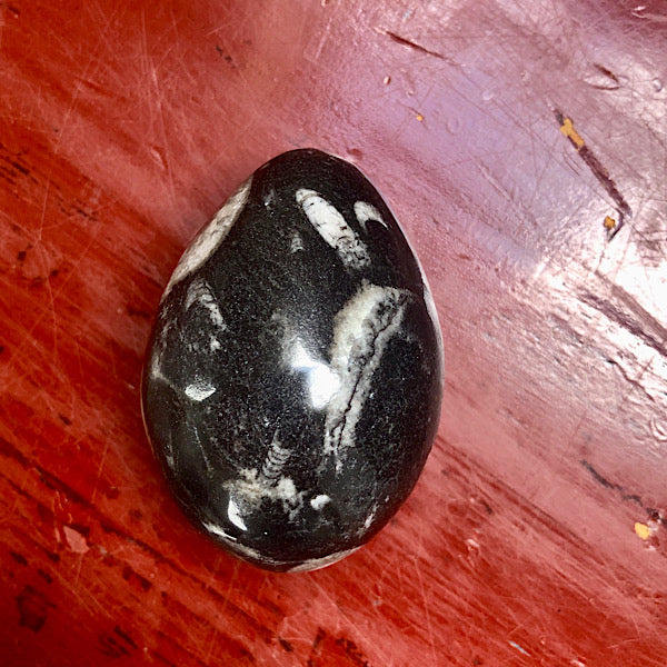 Orthoceras Gepolijst Ei nr.2 fossiel zwart wit inktvis