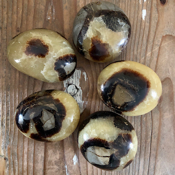 Septarie of Septaria HandSteen Gepolijst draken steen