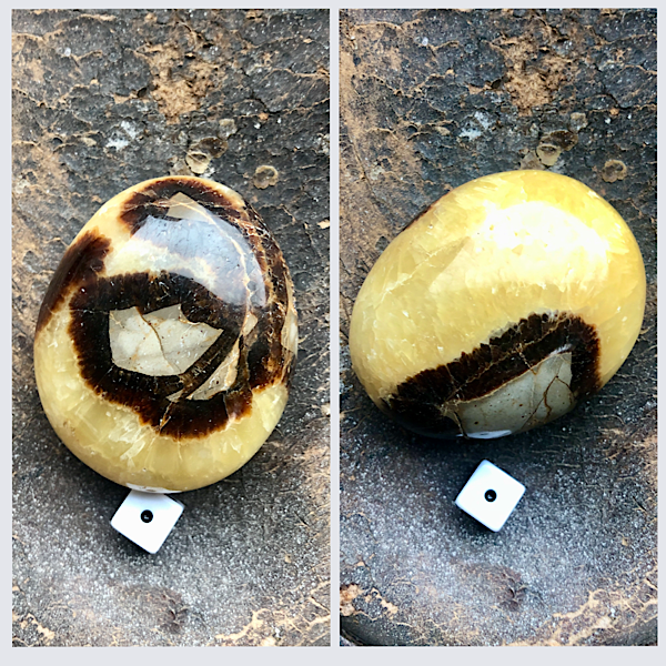 Handsteen Septarie of Septaria