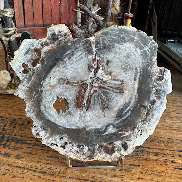 Versteend Hout Plak Madagaskar A edelstenenmineralenwinkel.nl fosiel mineralen kristallen