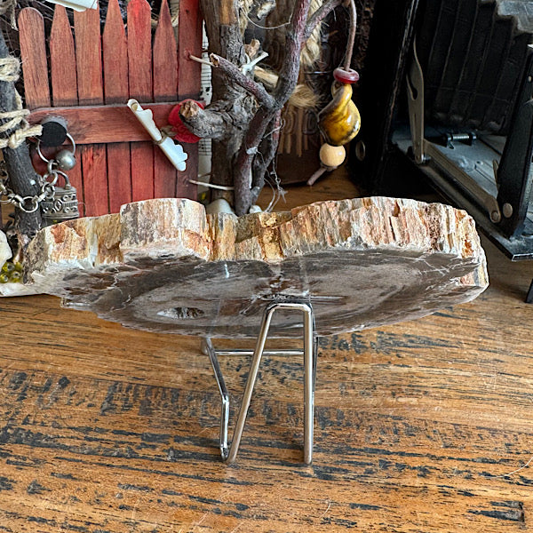 Versteend Hout Plak Madagaskar A fossiel kristallen mineralen