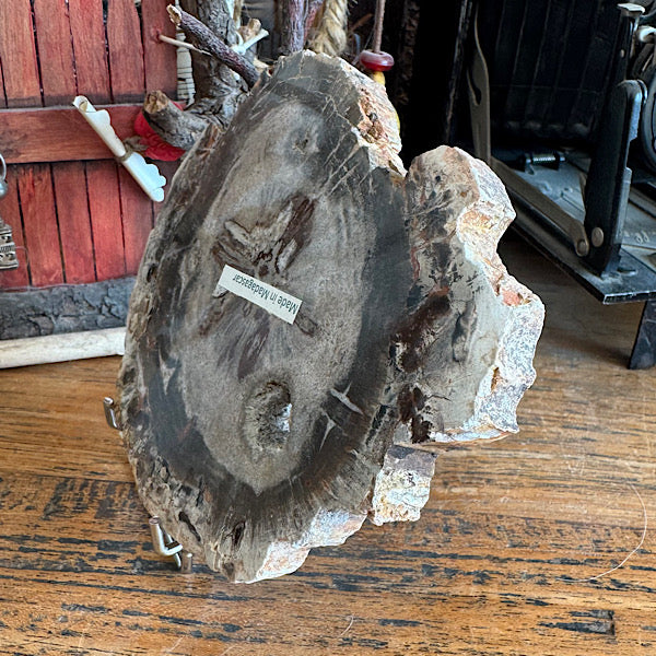 Versteend Hout Plak Madagaskar A fossiel kristallen mineralen