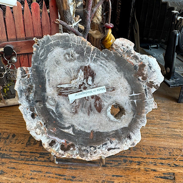 Versteend Hout Plak Madagaskar A fossiel kristallen mineralen