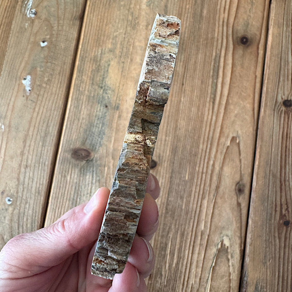 Versteend Hout Plak Madagaskar A fossiel kristallen mineralen