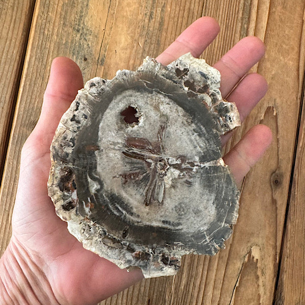 Versteend Hout Plak Madagaskar A fossiel kristallen mineralen