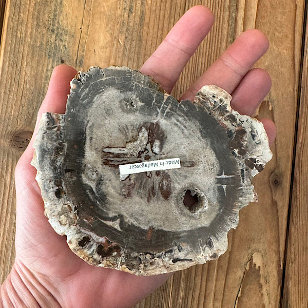 Versteend Hout Plak Madagaskar A fossiel kristallen mineralen