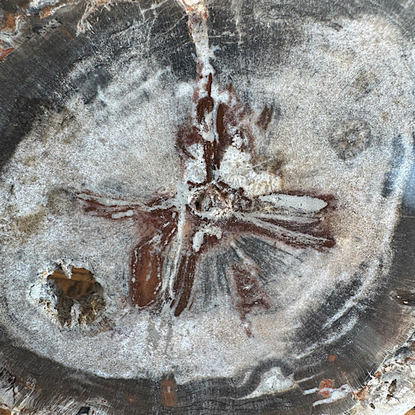 Versteend Hout Plak Madagaskar A fossiel kristallen mineralen