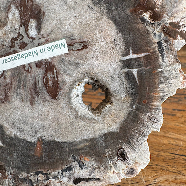 Versteend Hout Plak Madagaskar A fossiel kristallen mineralen