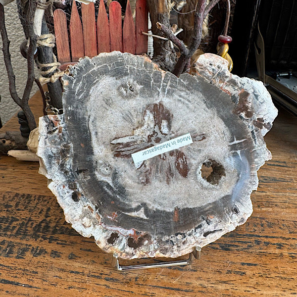 Versteend Hout Plak Madagaskar A fossiel kristallen mineralen