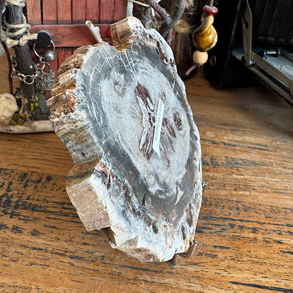 Versteend Hout Plak Madagaskar A fossiel kristallen mineralen