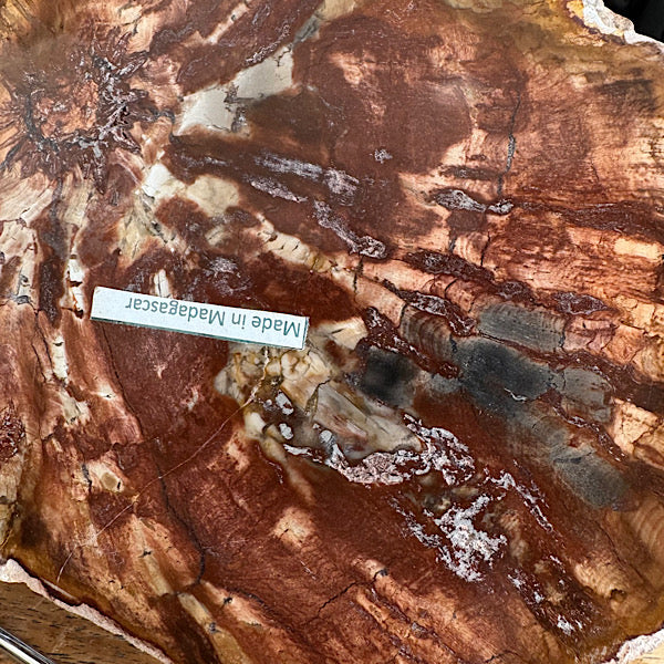 Versteend Hout Plak Madagaskar B fossiel kristallen mineralen