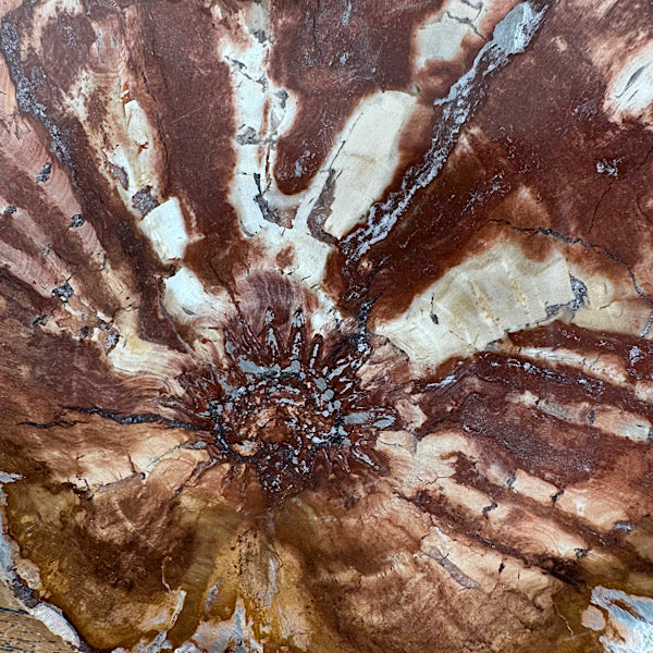 Versteend Hout Plak Madagaskar B fossiel kristallen mineralen