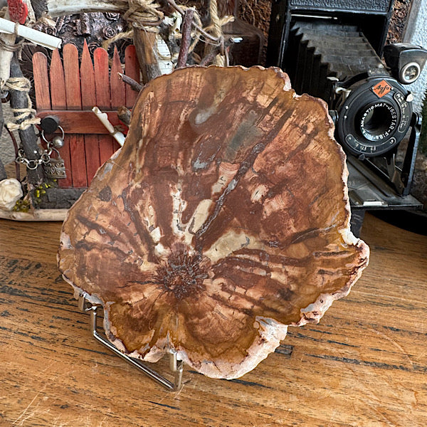 Versteend Hout Plak Madagaskar B fossiel kristallen mineralen