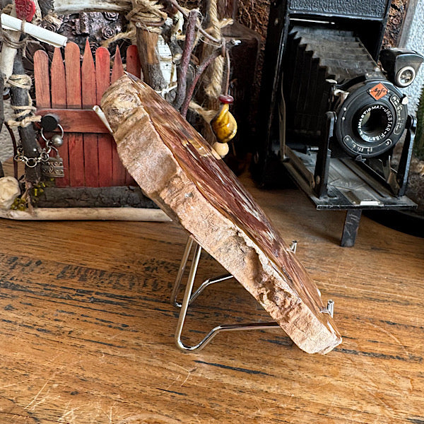 Versteend Hout Plak Madagaskar B fossiel kristallen mineralen