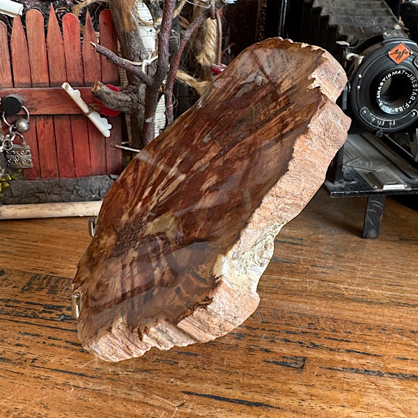 Versteend Hout Plak Madagaskar B fossiel kristallen mineralen