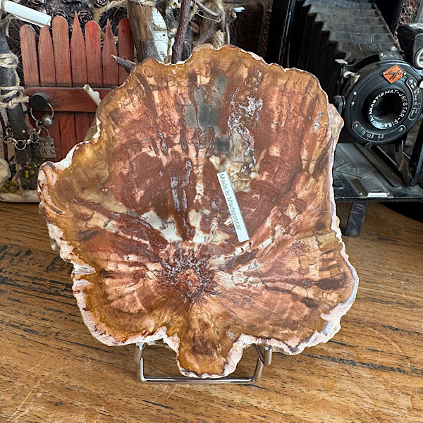 Versteend Hout Plak Madagaskar B fossiel kristallen mineralen