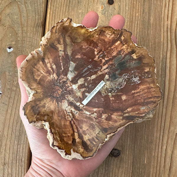 Versteend Hout Plak Madagaskar B fossiel kristallen mineralen