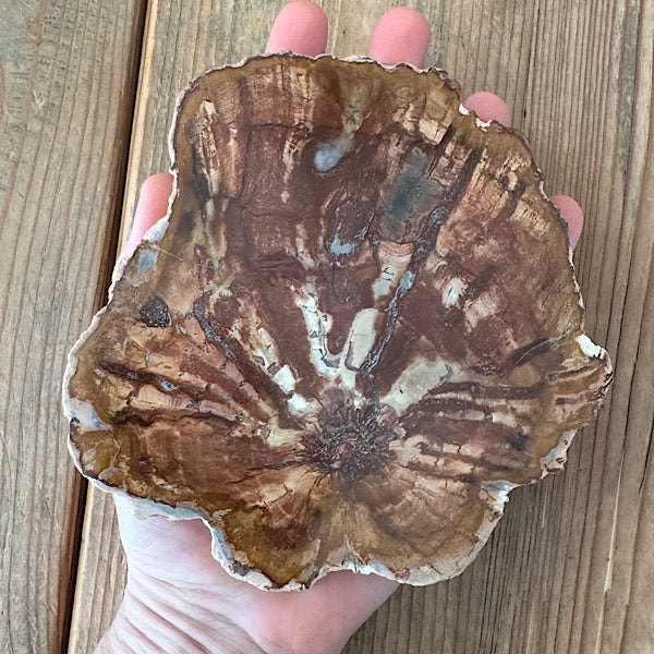 Versteend Hout Plak Madagaskar B fossiel kristallen mineralen