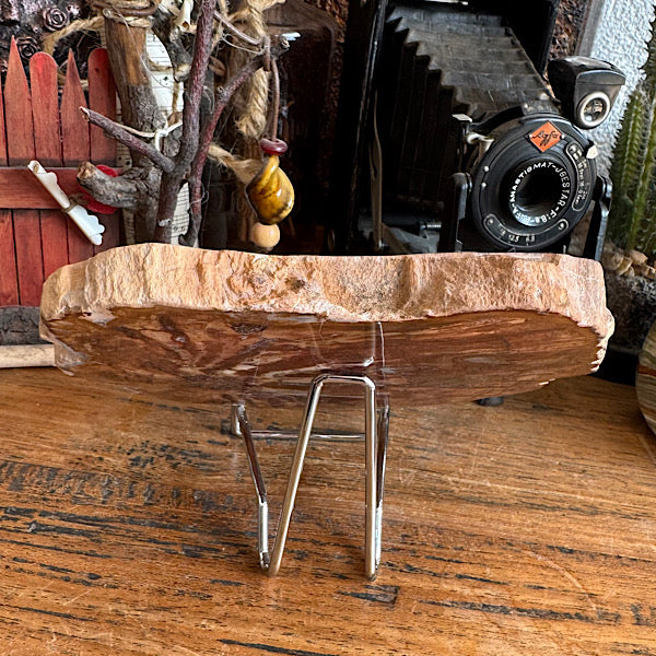 Versteend Hout Plak Madagaskar B