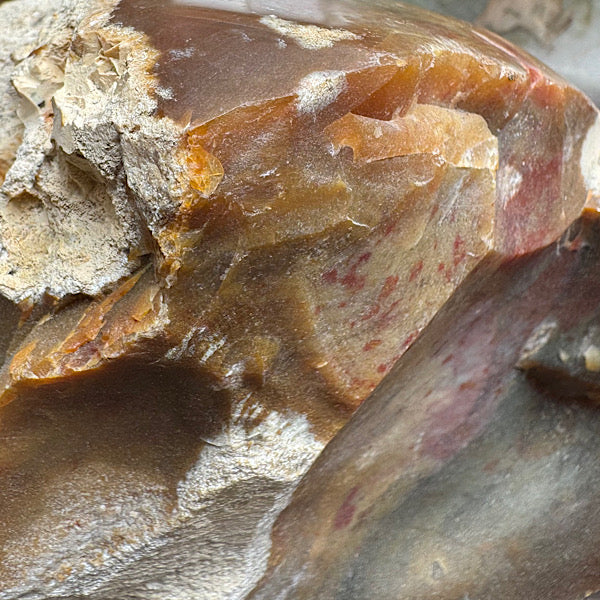 Versteend Koraal ruw Brok Indonesië van 3 kg