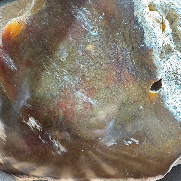 Versteend Koraal ruw Brok Indonesië van 3 kg