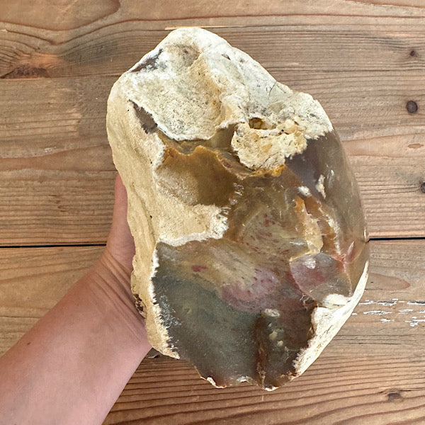 Versteend Koraal ruw Brok Indonesië van 3 kg