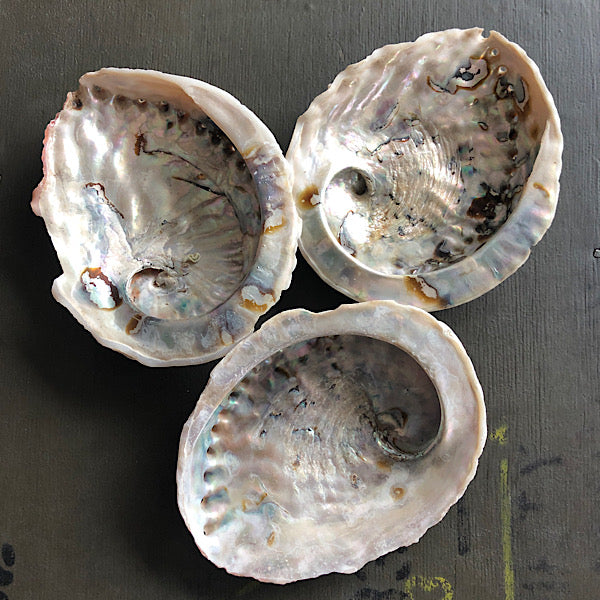 abalone schelpen assessoires