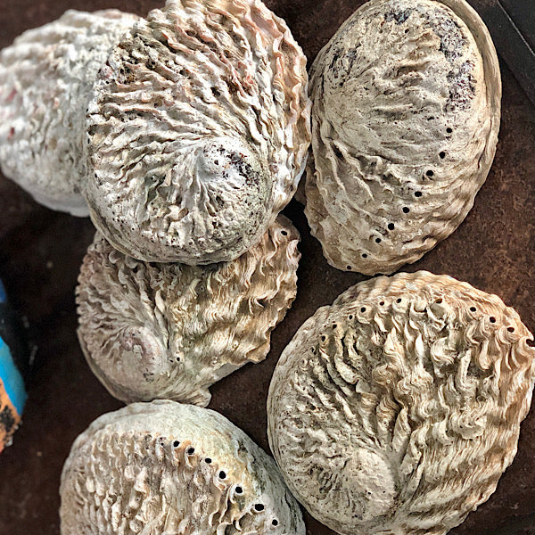 abalone schelpen middel de sfeermakers 1