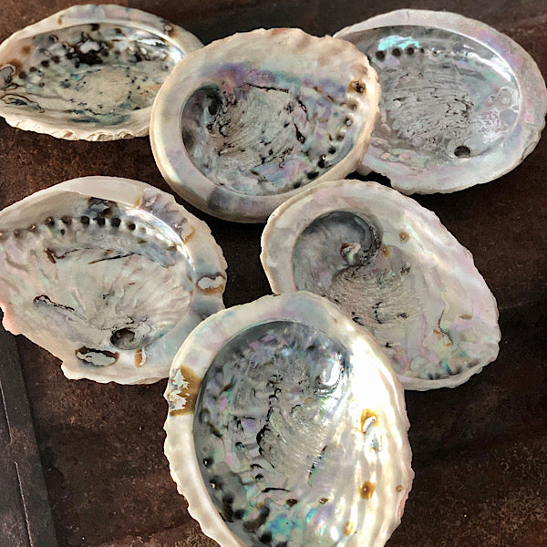 abalone schelpen middel de sfeermakers 1