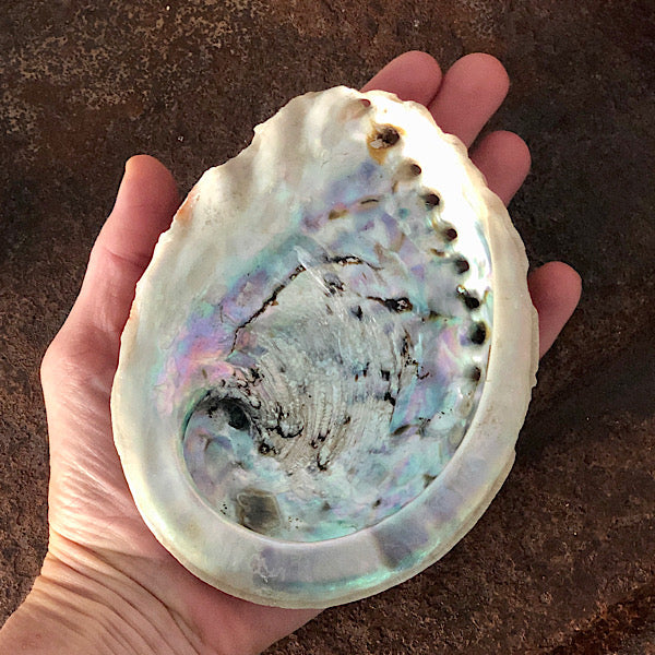 abalone schelpen middel de sfeermakers 1