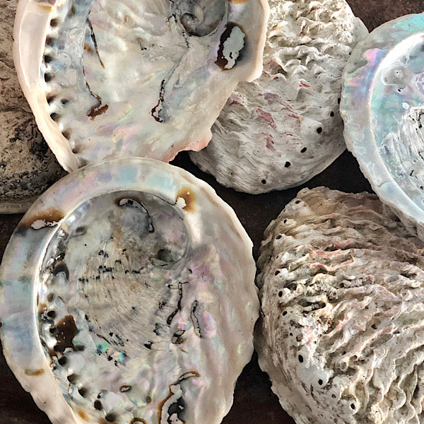 abalone schelpen middel de sfeermakers 1