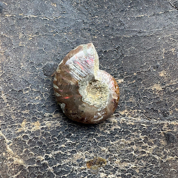 ammoniet gepolijst Madagascar fossiel mini