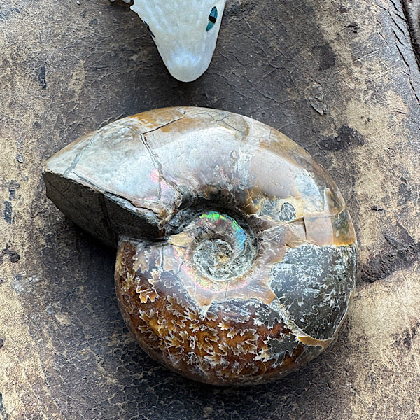 ammoniet A gepolijst fossiel