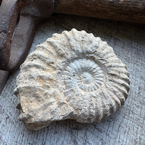 ammoniet ruw fossiel A 1