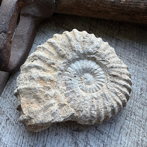 ammoniet ruw fossiel A 1
