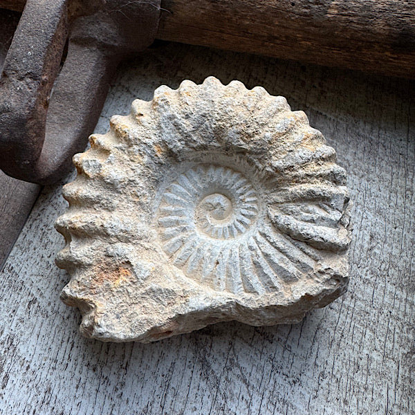 ammoniet ruw fossiel B