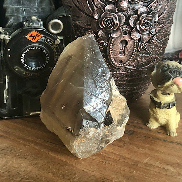 Punt Calciet DogTooth met Zwart Fantoom