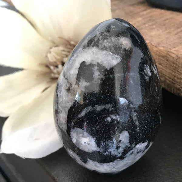 orthoceras gepolijst ei