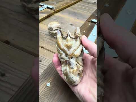 Allernieuwste Draken Schedels en Skulls