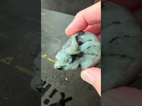 Schedel Labradoriet Klein