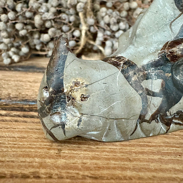 septarie draken schedel dragon skul edelstenen mineralen winkel