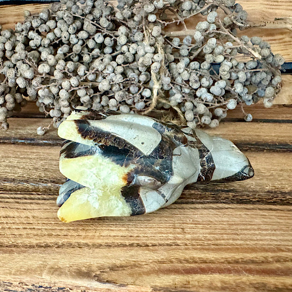 septarie draken schedel dragon skul edelstenen mineralen winkel