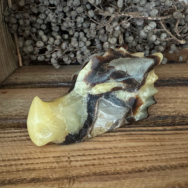 septarie draken schedel dragon skull 2 edelstenen mineralen winkel septaria drakensteen