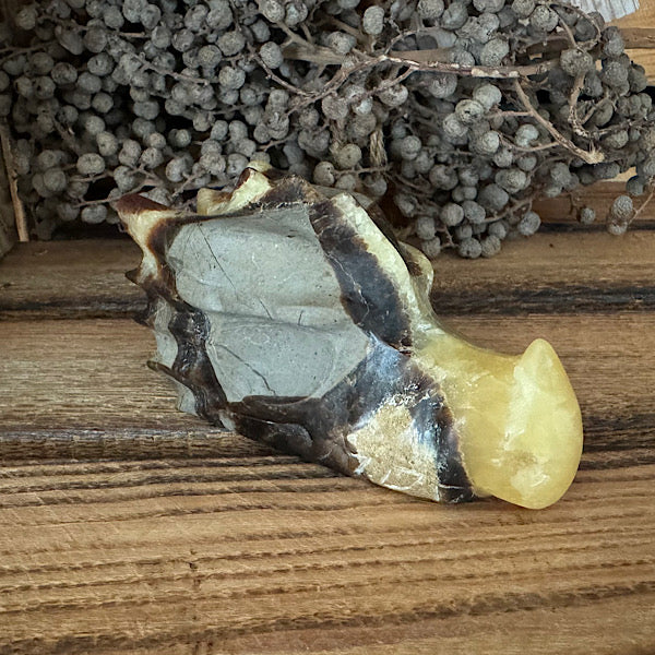 septarie draken schedel dragon skull 2 edelstenen mineralen winkel septaria drakensteen